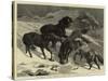 The Recent Severe Winter, Dartmoor Ponies in Search of a Feed-Samuel Edmund Waller-Stretched Canvas