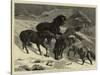 The Recent Severe Winter, Dartmoor Ponies in Search of a Feed-Samuel Edmund Waller-Stretched Canvas