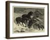The Recent Severe Winter, Dartmoor Ponies in Search of a Feed-Samuel Edmund Waller-Framed Giclee Print