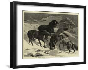 The Recent Severe Winter, Dartmoor Ponies in Search of a Feed-Samuel Edmund Waller-Framed Giclee Print