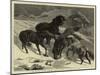 The Recent Severe Winter, Dartmoor Ponies in Search of a Feed-Samuel Edmund Waller-Mounted Giclee Print