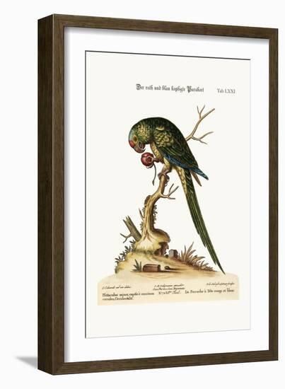 The Red and Blue-Headed Parrakeet, 1749-73-George Edwards-Framed Giclee Print