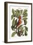 The Red Bird, 1749-73-Mark Catesby-Framed Premium Giclee Print