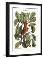 The Red Bird, 1749-73-Mark Catesby-Framed Premium Giclee Print