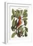 The Red Bird, 1749-73-Mark Catesby-Framed Premium Giclee Print