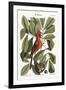 The Red Bird, 1749-73-Mark Catesby-Framed Giclee Print