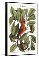 The Red Bird, 1749-73-Mark Catesby-Framed Stretched Canvas