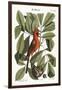 The Red Bird, 1749-73-Mark Catesby-Framed Giclee Print