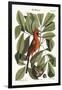 The Red Bird, 1749-73-Mark Catesby-Framed Giclee Print