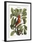 The Red Bird, 1749-73-Mark Catesby-Framed Premium Giclee Print