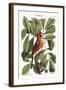 The Red Bird, 1749-73-Mark Catesby-Framed Giclee Print