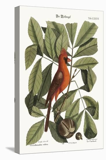 The Red Bird, 1749-73-Mark Catesby-Stretched Canvas