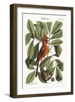 The Red Bird, 1749-73-Mark Catesby-Framed Giclee Print