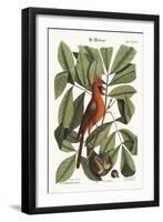 The Red Bird, 1749-73-Mark Catesby-Framed Giclee Print