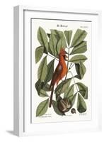 The Red Bird, 1749-73-Mark Catesby-Framed Giclee Print