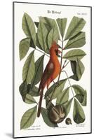 The Red Bird, 1749-73-Mark Catesby-Mounted Giclee Print