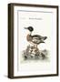 The Red-Breasted Goosander, 1749-73-George Edwards-Framed Giclee Print