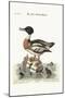 The Red-Breasted Goosander, 1749-73-George Edwards-Mounted Giclee Print