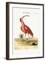 The Red Curlew, 1749-73-Mark Catesby-Framed Giclee Print