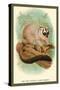 The Red-Footed Night-Monkey-Sir William Jardine-Stretched Canvas