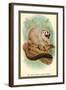 The Red-Footed Night-Monkey-Sir William Jardine-Framed Art Print