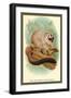 The Red-Footed Night-Monkey-Sir William Jardine-Framed Art Print