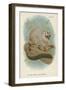 The Red-Footed Night-Monkey-null-Framed Giclee Print