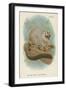 The Red-Footed Night-Monkey-null-Framed Giclee Print