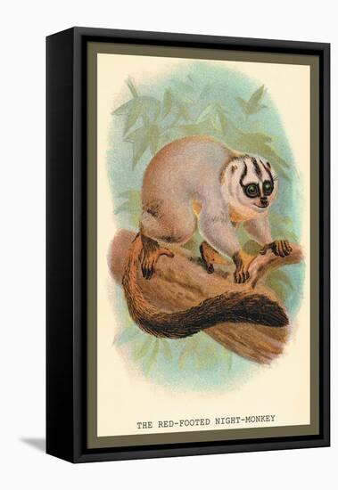 The Red-Footed Night-Monkey-Sir William Jardine-Framed Stretched Canvas