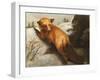 The Red Fox, 1870-Abbott Handerson Thayer-Framed Giclee Print