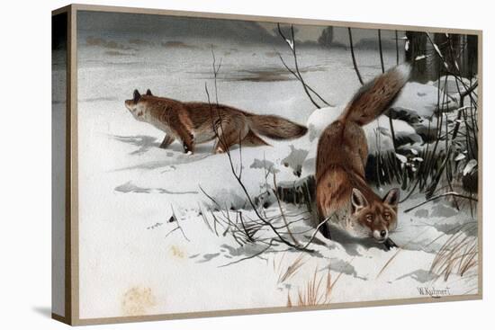 The Red Fox by Alfred Edmund Brehm-Stefano Bianchetti-Stretched Canvas