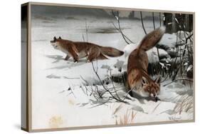 The Red Fox by Alfred Edmund Brehm-Stefano Bianchetti-Stretched Canvas