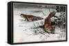 The Red Fox by Alfred Edmund Brehm-Stefano Bianchetti-Framed Stretched Canvas