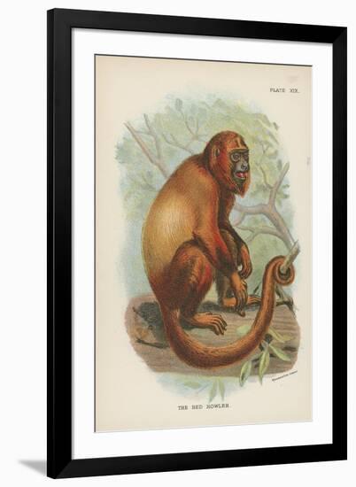 The Red Howler-null-Framed Giclee Print