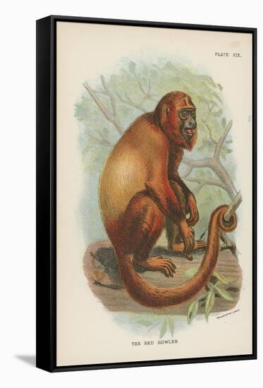 The Red Howler-null-Framed Stretched Canvas