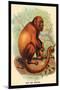 The Red Howler-G.r. Waterhouse-Mounted Art Print
