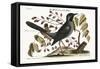 The Red-Legged Thrush, 1749-73-Mark Catesby-Framed Stretched Canvas