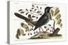 The Red-Legged Thrush, 1749-73-Mark Catesby-Stretched Canvas