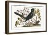 The Red-Legged Thrush, 1749-73-Mark Catesby-Framed Giclee Print