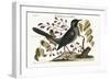 The Red-Legged Thrush, 1749-73-Mark Catesby-Framed Giclee Print