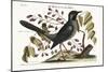 The Red-Legged Thrush, 1749-73-Mark Catesby-Mounted Giclee Print