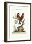 The Red or Russet-Coloured Wheat-Ear, 1749-73-George Edwards-Framed Giclee Print