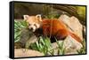 The Red Panda, Firefox or Lesser Panda-Micha Klootwijk-Framed Stretched Canvas