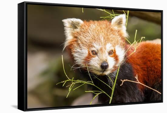 The Red Panda, Firefox or Lesser Panda-Micha Klootwijk-Framed Stretched Canvas