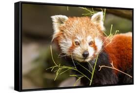The Red Panda, Firefox or Lesser Panda-Micha Klootwijk-Framed Stretched Canvas