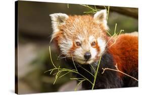 The Red Panda, Firefox or Lesser Panda-Micha Klootwijk-Stretched Canvas