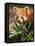 The Red Panda, Firefox or Lesser Panda-Micha Klootwijk-Framed Stretched Canvas