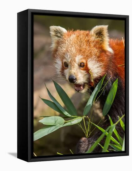 The Red Panda, Firefox or Lesser Panda-Micha Klootwijk-Framed Stretched Canvas