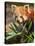 The Red Panda, Firefox or Lesser Panda-Micha Klootwijk-Stretched Canvas