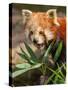 The Red Panda, Firefox or Lesser Panda-Micha Klootwijk-Stretched Canvas